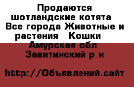 Продаются шотландские котята - Все города Животные и растения » Кошки   . Амурская обл.,Завитинский р-н